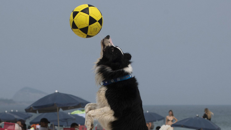 Câinele Floki, vedetă la footvolley 